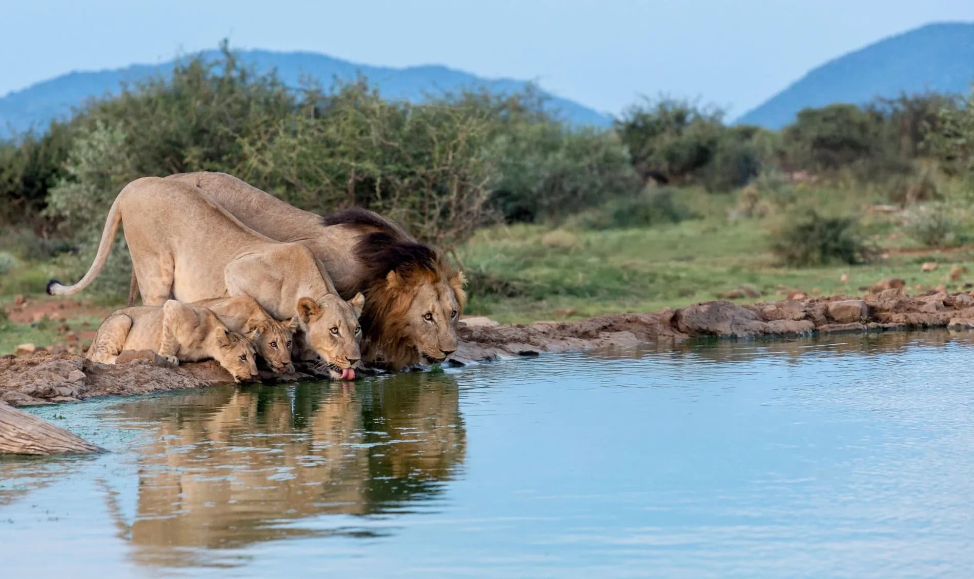 Tuningi Madikwe Game Reserve banner